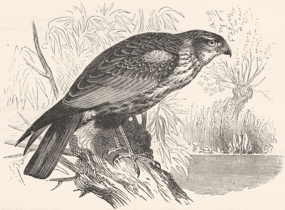 BIRDS. Raptorial. True Kite. Reed Marsh Harrier c1870 old antique print